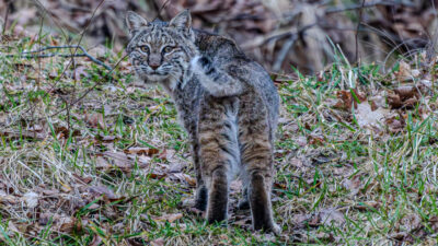Bobcat 'in the wild' staring back