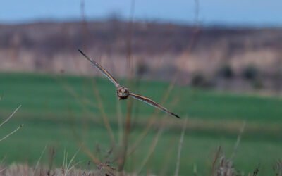 Short-Eared Owl In-Flight Staring Back