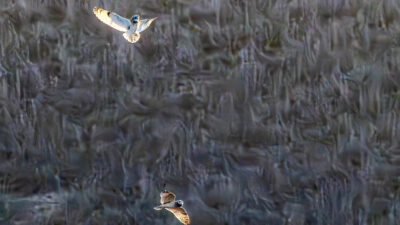 Short-Eared Owls Playing