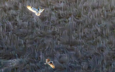 Short-Eared Owls Playing