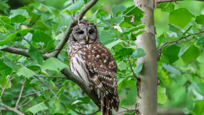 Barred Owl