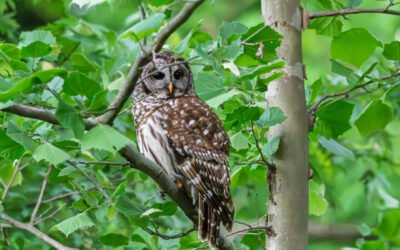 Barred Owl