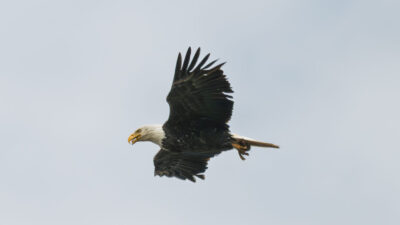 Bald Eagle In Flight