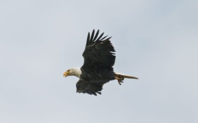 Bald Eagle In Flight
