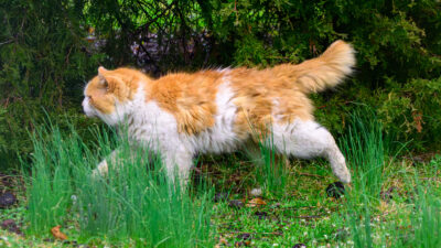 Furry fluffy thick cat crossing the yard!