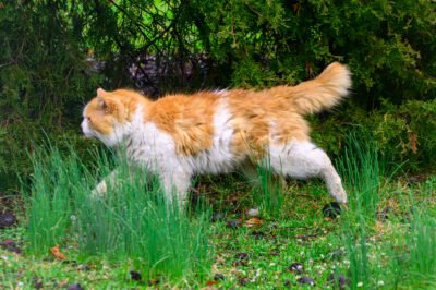 Furry fluffy thick cat crossing the yard!